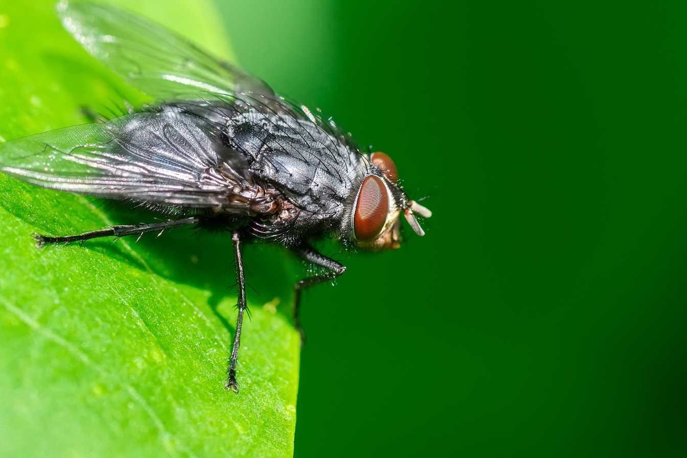 tue-mouche-efficace-maison-3